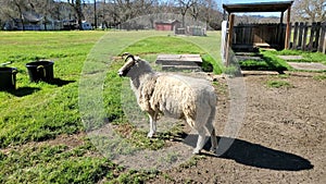 Tennessee fainting goat.  A smaller goat and easy to care than larger goats.  They are smarter, intelligent and easy to keep