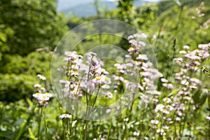 Tennessee Flowers