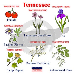 Tennessee. Set of USA official state symbols