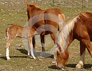 The Tennessee Walking Horse