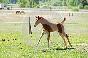 The Tennessee Walking Horse