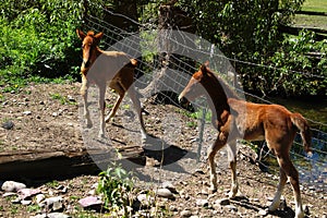 The Tennessee Walking Horse