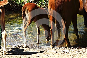 The Tennessee Walking Horse