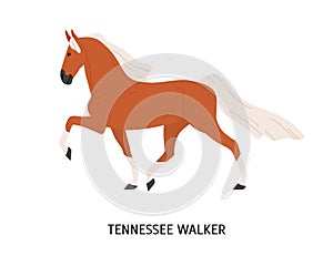 Tennessee Walking Horse flat vector illustration. American equine, Walker breed steed, pedigree hoss. Equestrian sport