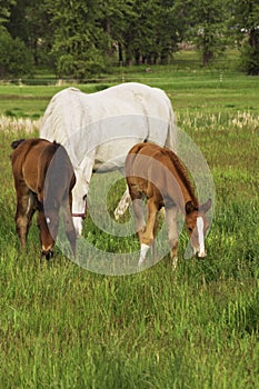 Tennessee Walking Horse or Tennessee Walker Colt