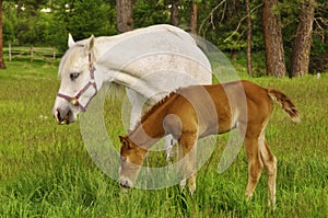 Tennessee Walking Horse or Tennessee Walker Colt