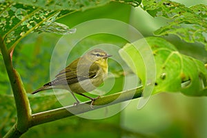 Tennessee Warbler - Leiothlypis Oreothlypis peregrina New World warbler