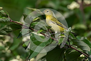 Tennessee Warbler - Leiothlypis peregrina