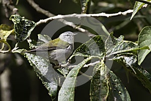 Tennessee Warbler, Leiothlypis peregrina, close up view