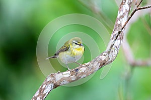 Tennessee warbler (Leiothlypis peregrina), Minca, Sierra Nevada de Santa Marta. Wildlife and birdwatching in Colombia.