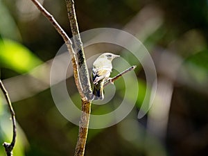Tennessee Warbler, Leiothlypis peregrina, sits on a twig and searches for food. Colombia