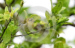 Tennessee Warbler Oreothlypis peregrina