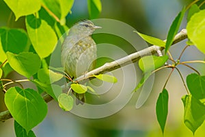 Tennessee Warbler - Oreothlypis peregrina