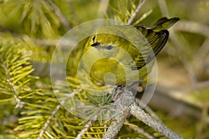 Tennessee Warbler - Oreothlypis peregrina