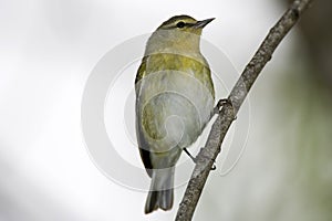 Tennessee Warbler perched