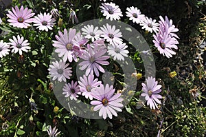 TENNESSSEE CONE FLOWERS IN COPENHAGEN