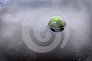 Tennis Ball Floating in Water Sports Forgotten Abandoned