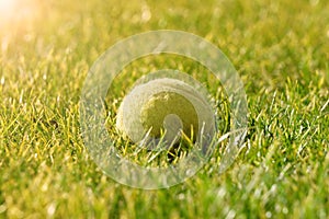 Tennis ball in the green grass in the sun. Green grass. The glare of the spring sun on the morning green grass