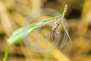 Tenodera pinapavonis