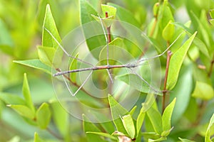 Tenodera Pinapavonis or Phobaeticus