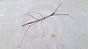 Tenodera pinapavonis on white background.