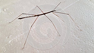 Tenodera pinapavonis on white background.