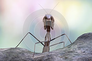 Tenodera sinensis mantis with self defense position on black background