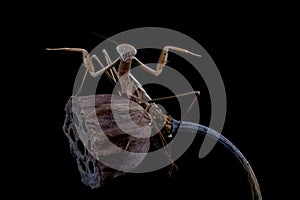 Tenodera sinensis mantis with self defense position on black background