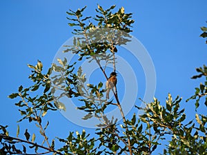 The tenor bird in a tree, lake of ivars and vila sana, lerida, spain, europe