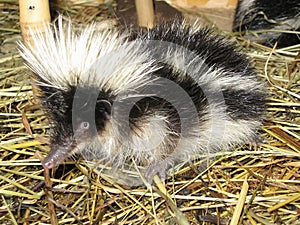 Tenrec