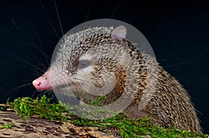 Tenrec