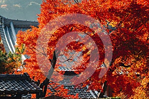 Tenryu-ji temple and Sogenchi garden with autumn season colorful