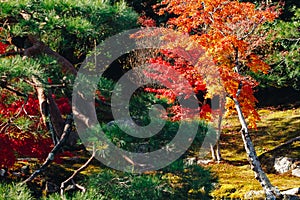 Tenryu-ji temple and Sogenchi garden with autumn season colorful
