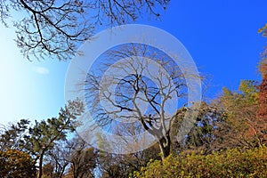 Tenryu-ji, a venerable Zen temple at Arashiyama, Susukinobabacho, Sagatenryuji, Ukyo