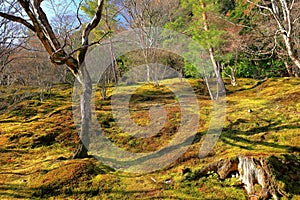 Tenryu-ji, a venerable Zen temple at Arashiyama, Susukinobabacho, Sagatenryuji, Ukyo