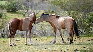 Tensions between wild horse stallions about to fight in the Salt River wild horse management area near Mesa Arizona USA