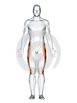 The tensor fascia lata