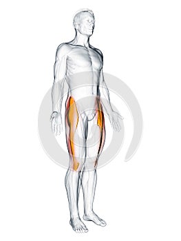 The tensor fascia lata