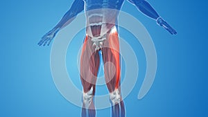 Tensor Fasciae Latae Muscles pain and injury