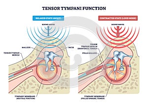 Tensor tympani function, relaxed vs contracted states show the muscle ...