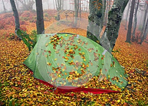 Tent backfilled yellow leaves