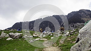 Tent camp with unburden mules in mountain