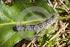 Tent Caterpillar