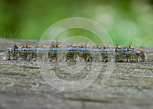 Tent Caterpillar