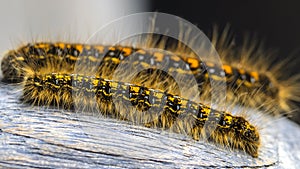 Tent Caterpillar Macro