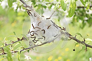 Tent Caterpillar Silk Nest in Crabapple Tree