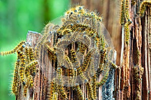 Tent Caterpillars Clustered on a Tree Stump