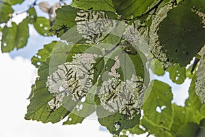 Tent Caterpillars on leaves