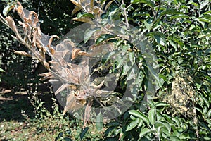 Tent caterpillars nets on fruit  tree in the garden