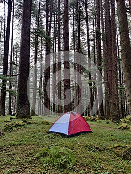 Tent in green meadows